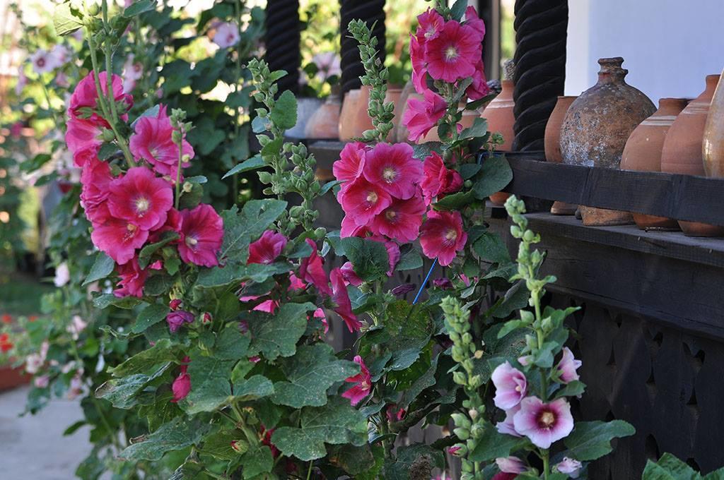 Bed & Breakfast Popamuseum Tarpesti Strada Muzeului Nr 28 Tîrpeşti 외부 사진